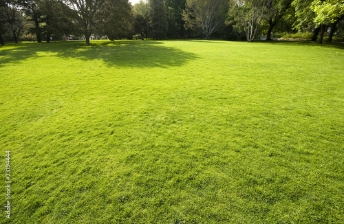Lawn in a botanical garden with a tree