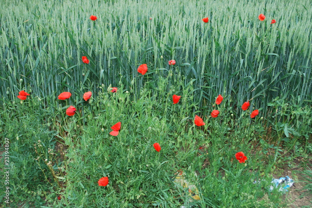 Fototapeta premium coquelicot