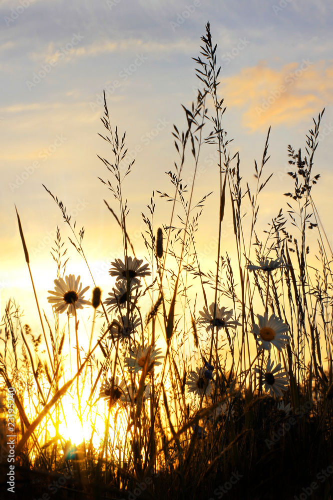 Fototapeta premium sunset on daisy field