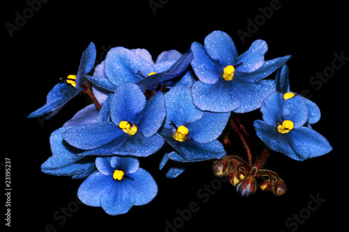 blue flowers isolated on black