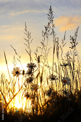 sunset on daisy field © SL photo