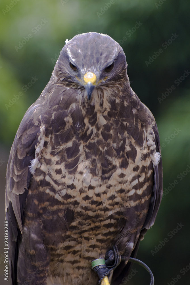 Obraz premium falcon
