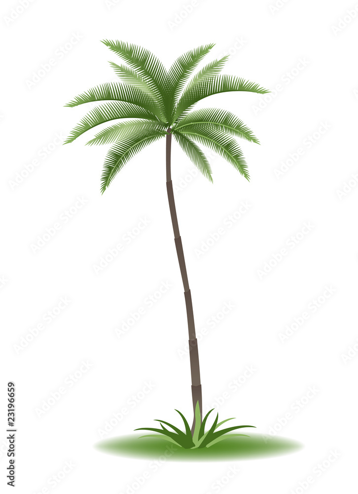 Obraz premium tropical palm tree with green leaves vector illustration