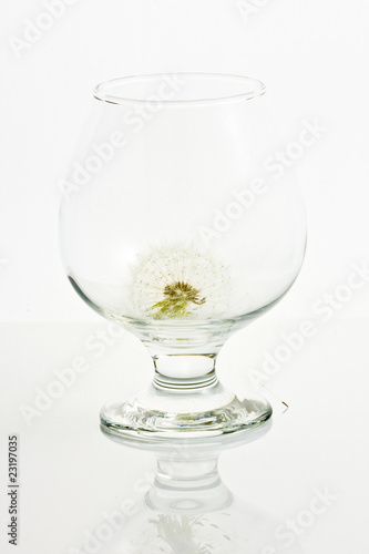 Dandelion in the glass