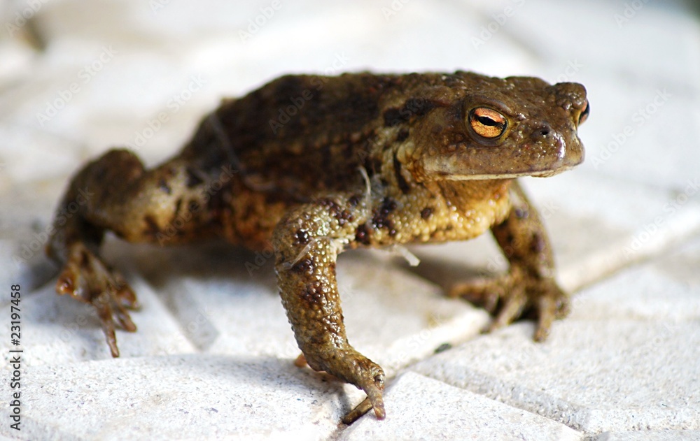 Obraz premium Ugly frog