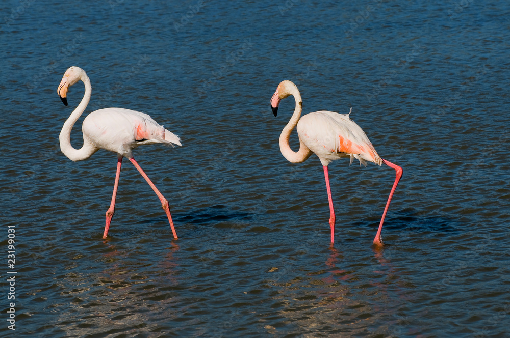 Flamingos (Phoenicopteriformes) in der Camargue