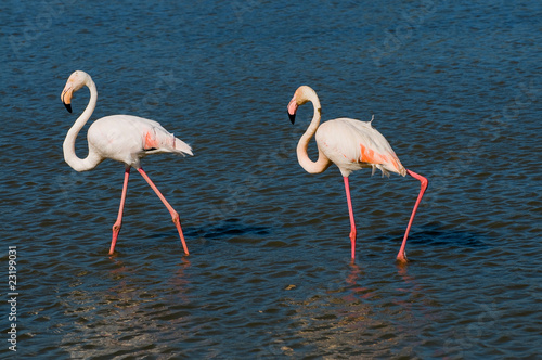 Foto Flamingos (Phoenicopteriformes) in der Camargue