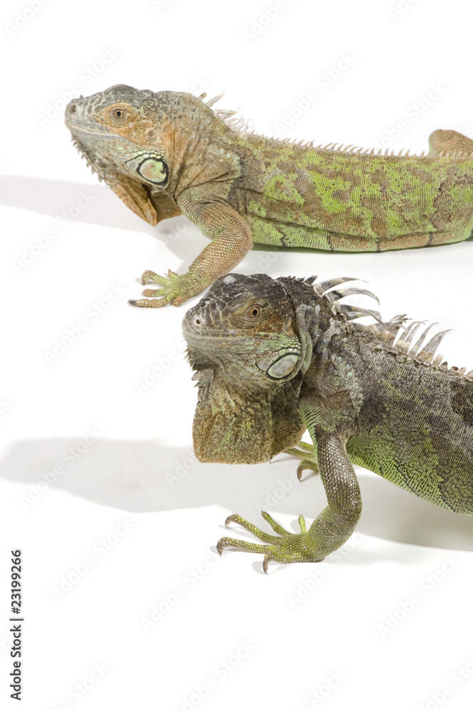 Obraz premium iguana with big beard isolated on a white background