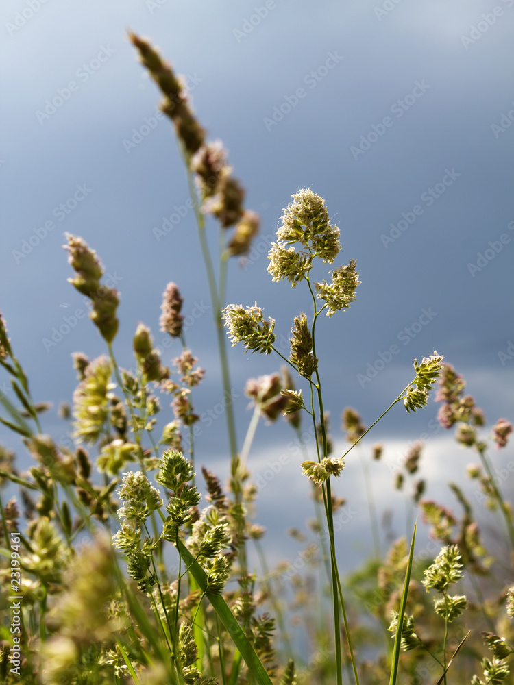 Fototapeta premium Ears oats field