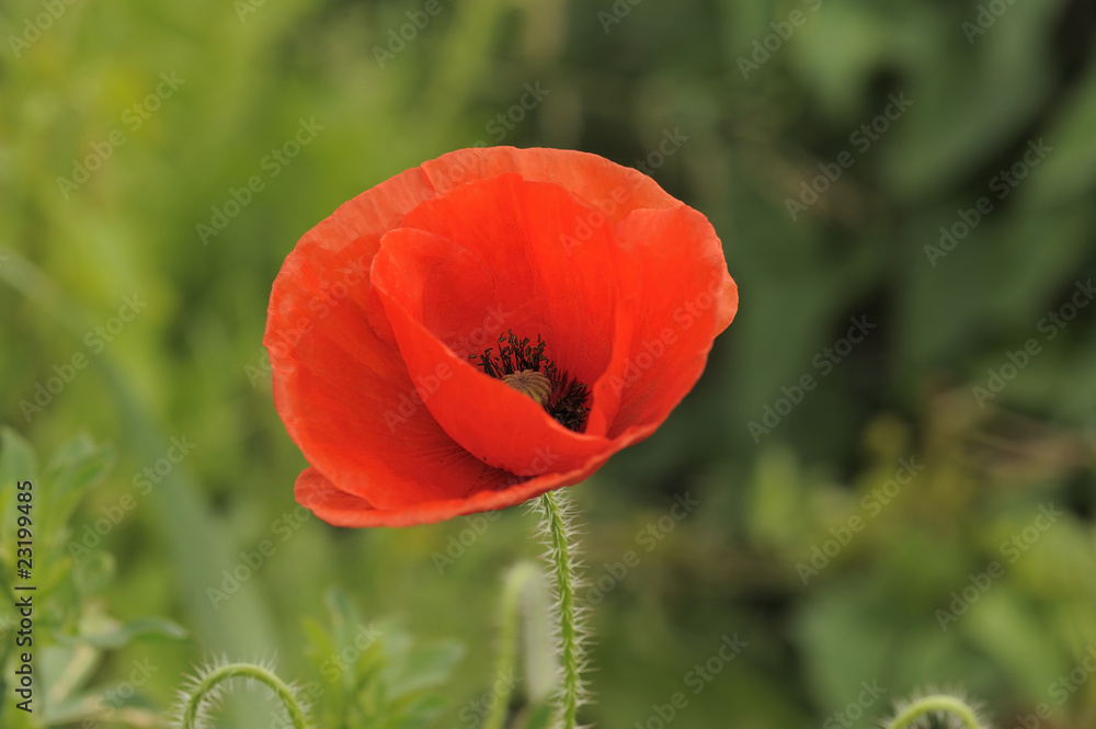 Fototapeta premium Mohnblume