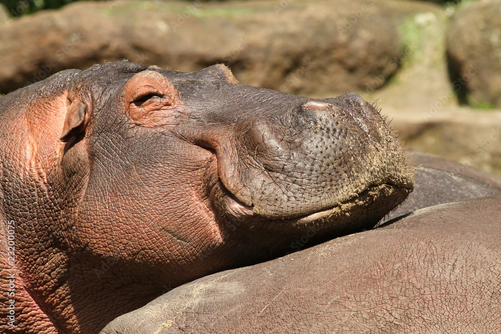Happy hippo resting its head on other hippos Happy hippo resting its head on other hippos