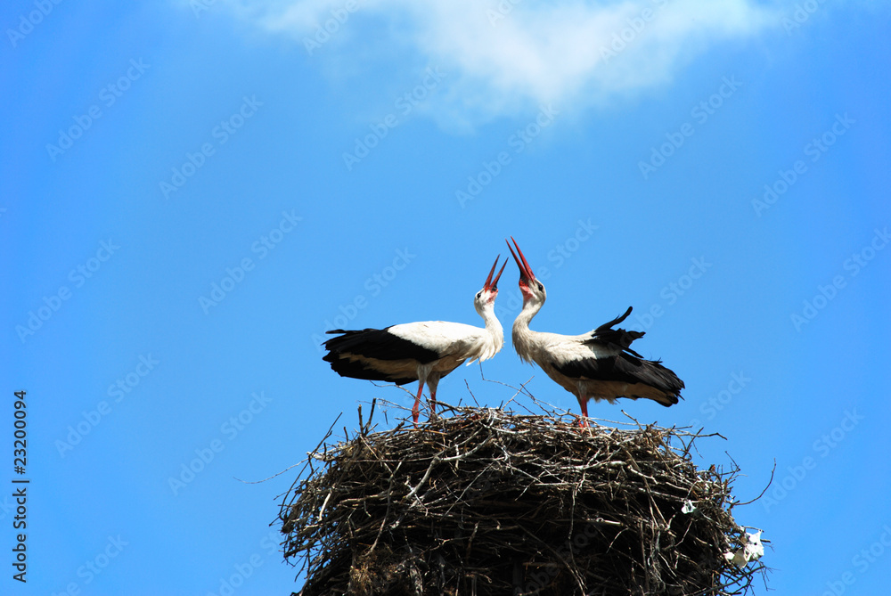Fototapeta premium couple of loving white storks