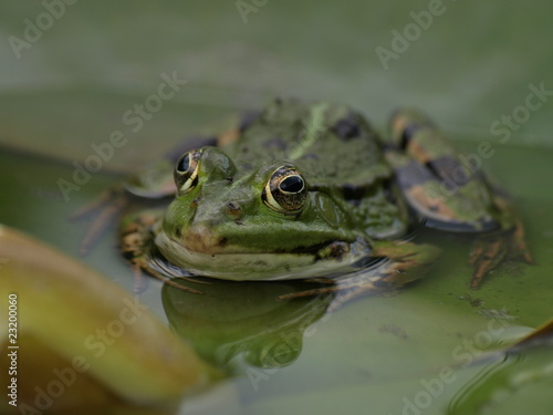 Frosch Portrait