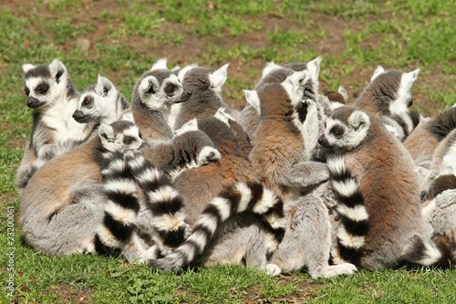 Group of ring-tailed lemurs sitting in the grass