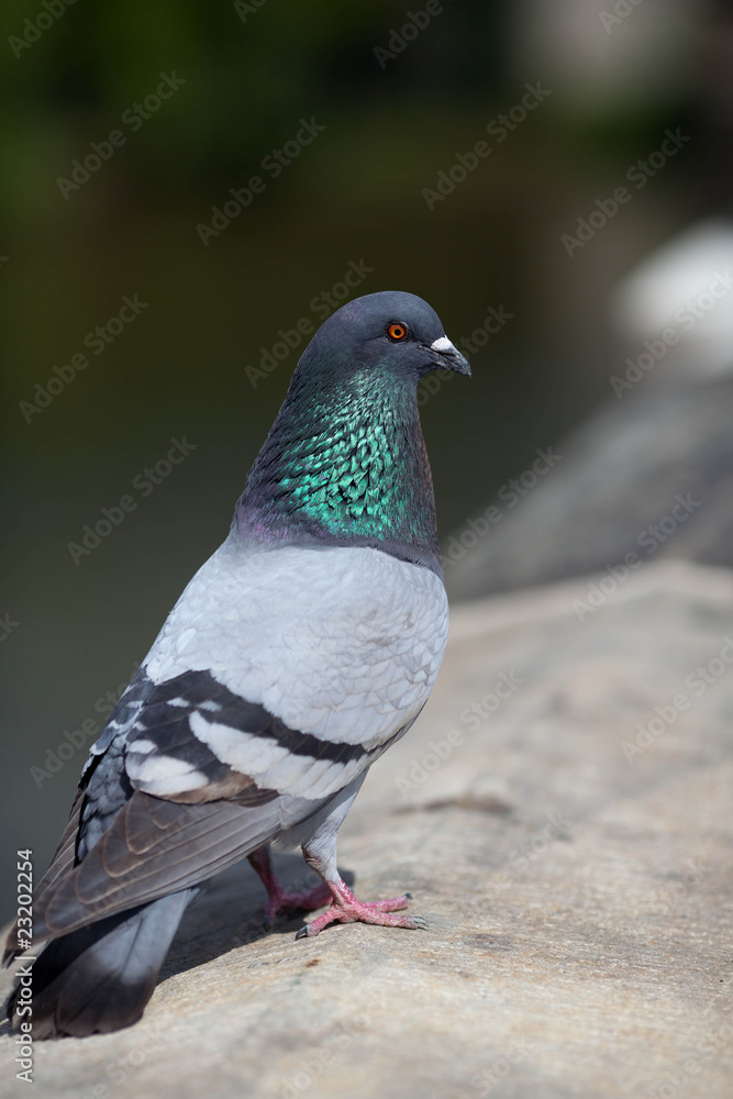 Obraz premium pigeon