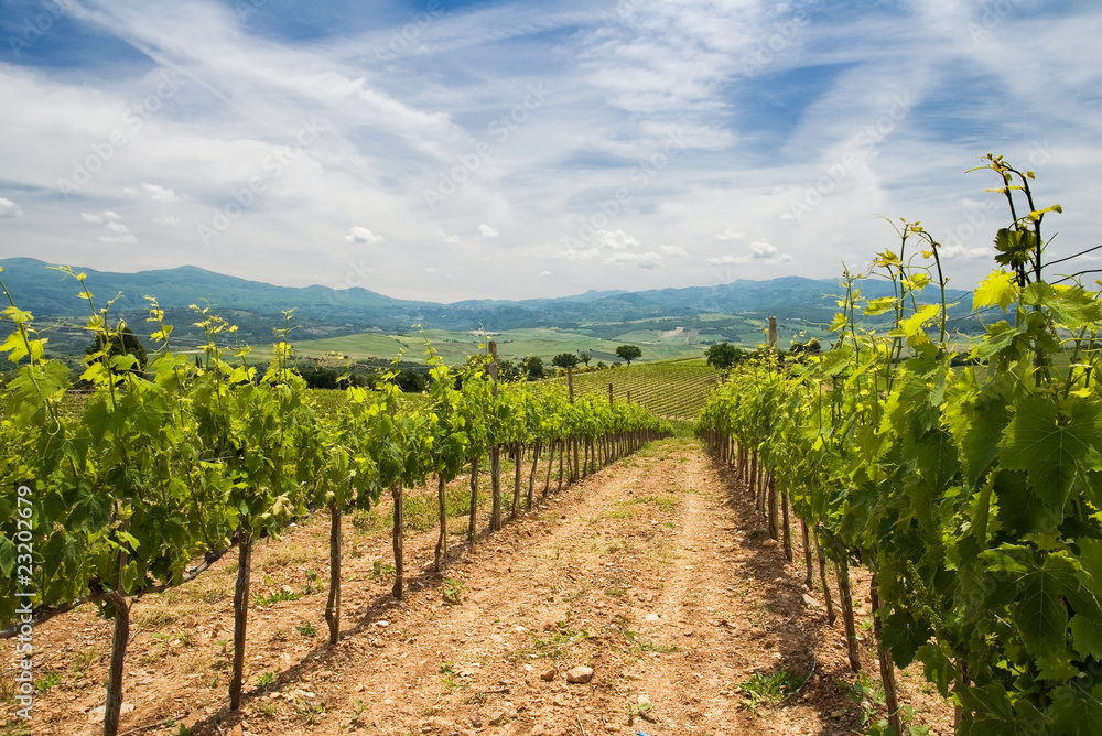 Fototapeta premium vigneti in Toscana - Italia
