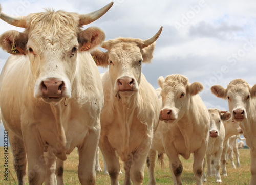 Blondes d'Aquitaine cows