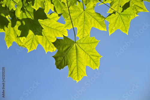 young leaves, backlight