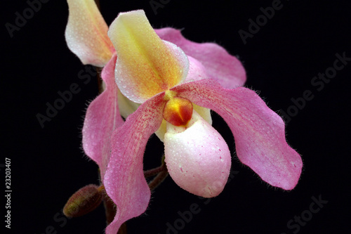 Pink paphiopedilum orchid isolated on black photo