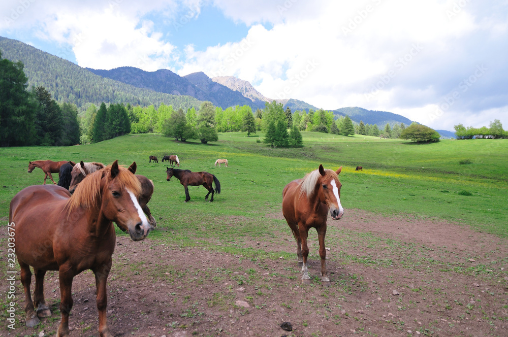 horses