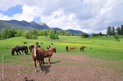 horses