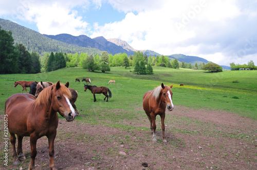 Obraz na płótnie horses w salonie
