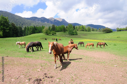 Obraz na płótnie horses w salonie