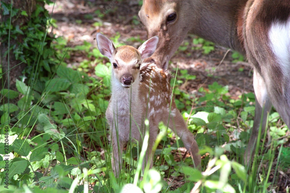 Fototapeta premium New born fawn and mother deer