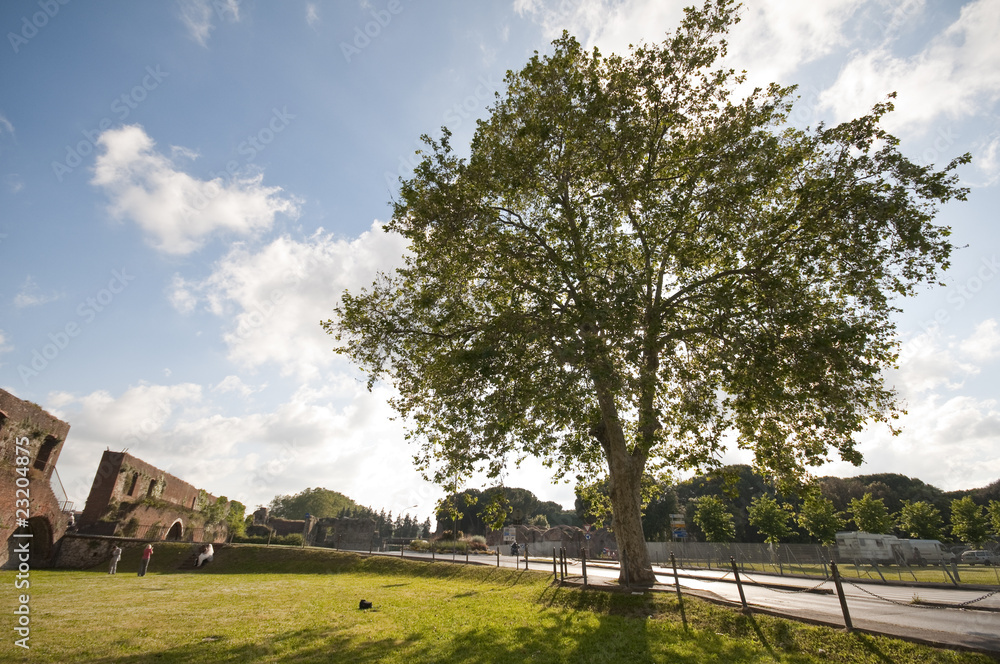 albero fiorito in primavera albero fiorito in primavera