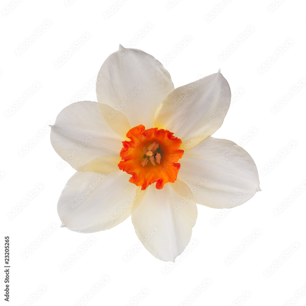Fototapeta premium Daffodil