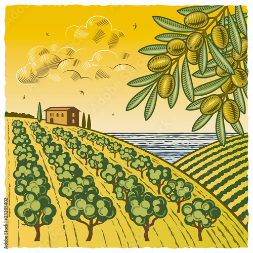 Landscape with olive grove