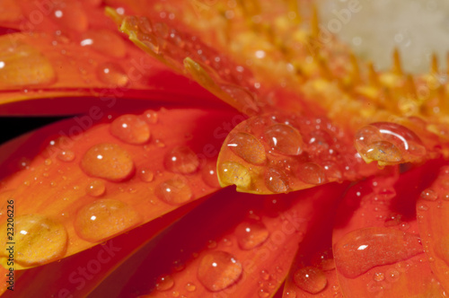 gerbera