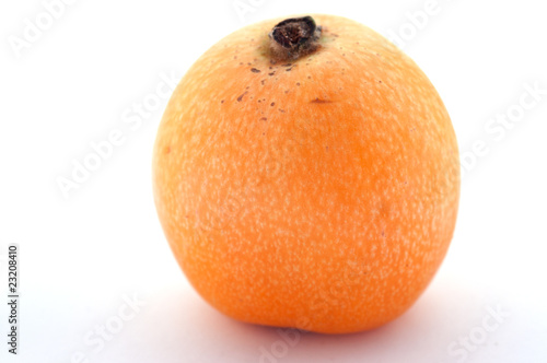 loquat