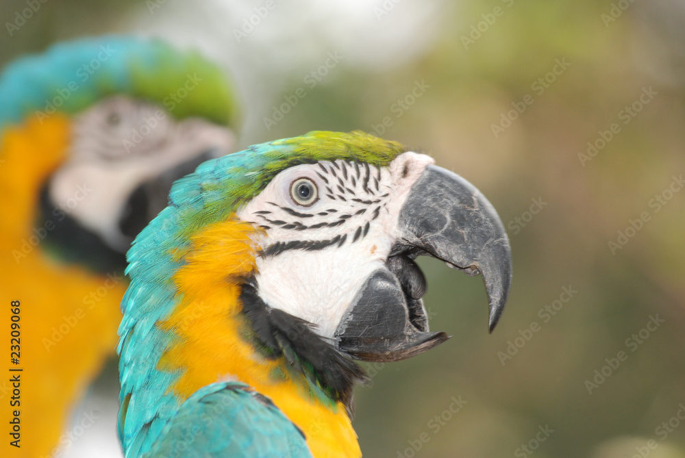pet bird parrot macaw