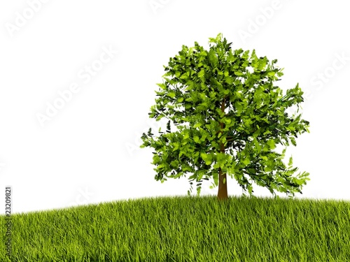 Tree on grass isolated on white