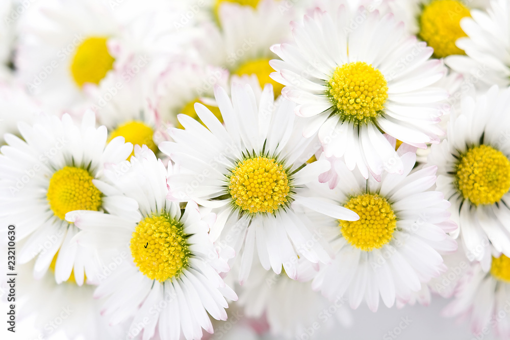 Obraz premium blooming daisies