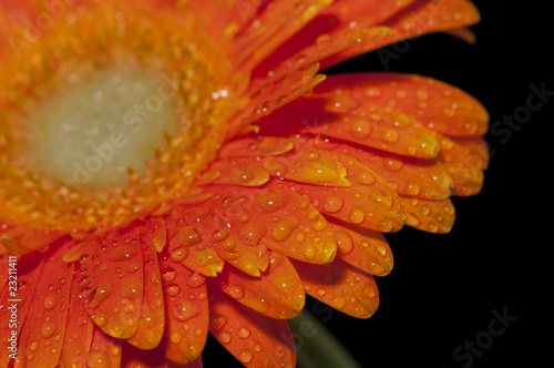 gerbera