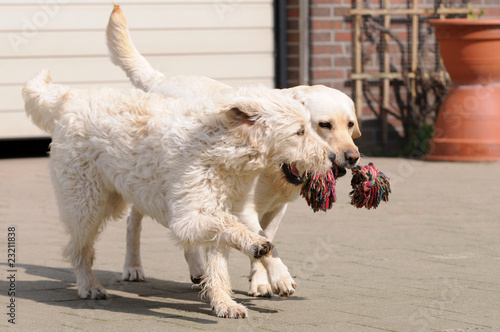 Hunde im Hof photo