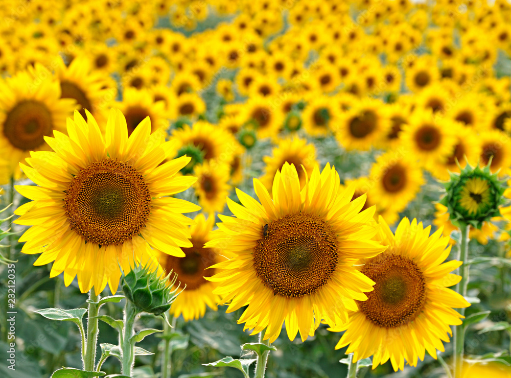 Sunflower on the field