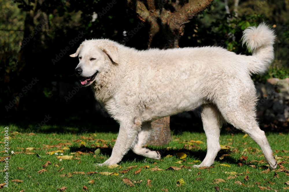 Kuvasz im Garten