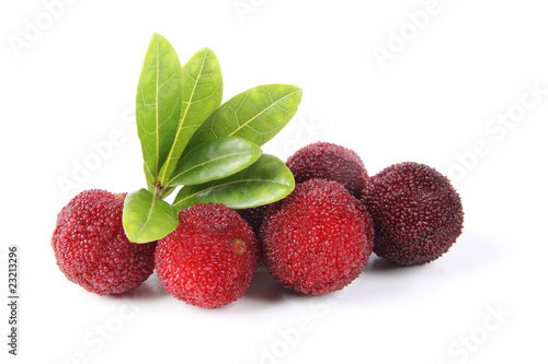 Fotografi ripe arbutus