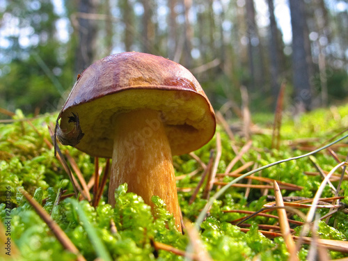 wild growing mushroom in the big forest