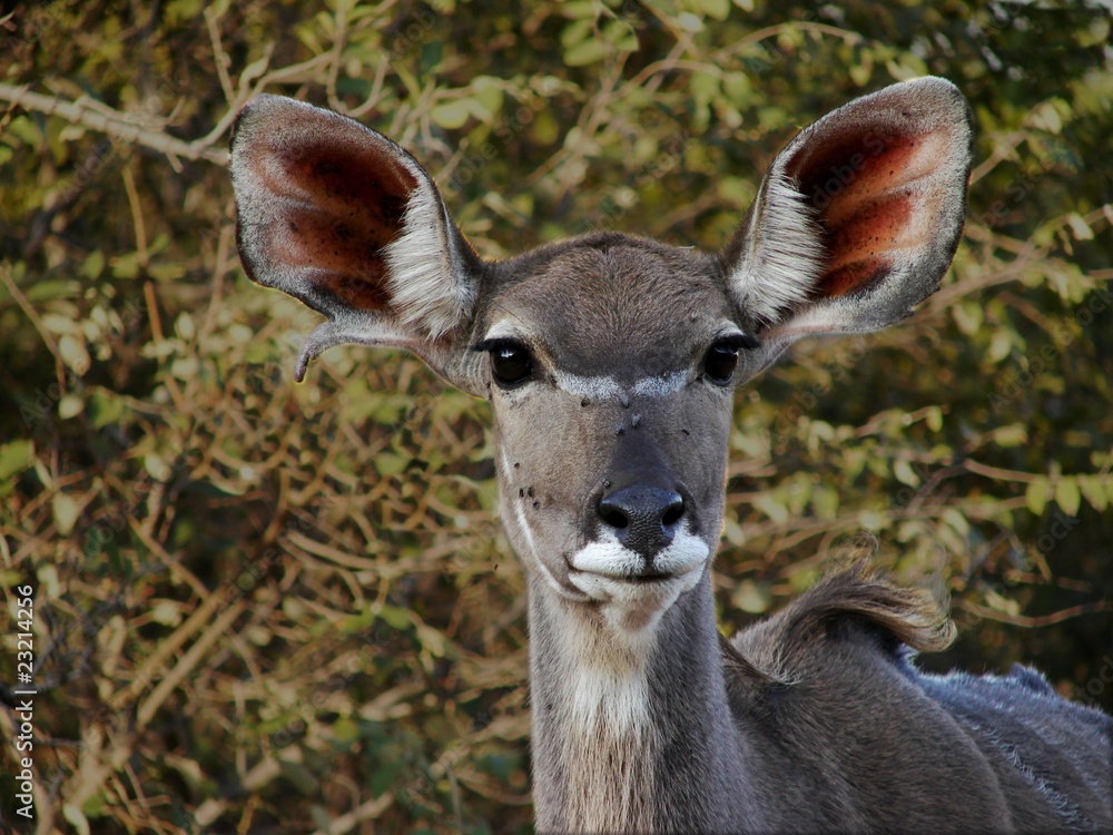 Fototapeta premium Female Kudu