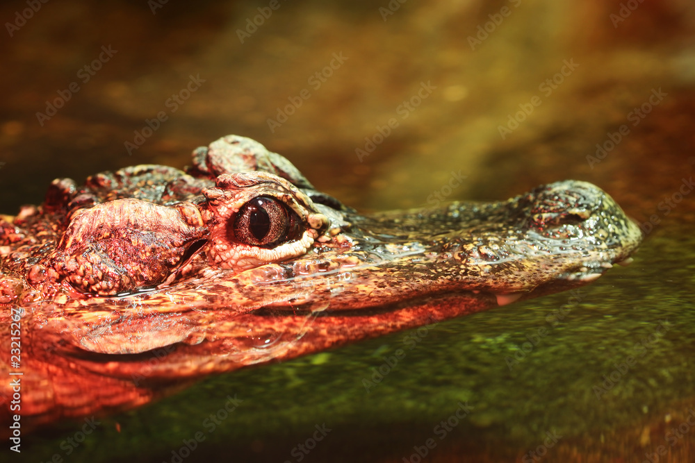 Fototapeta premium Chinese Alligator