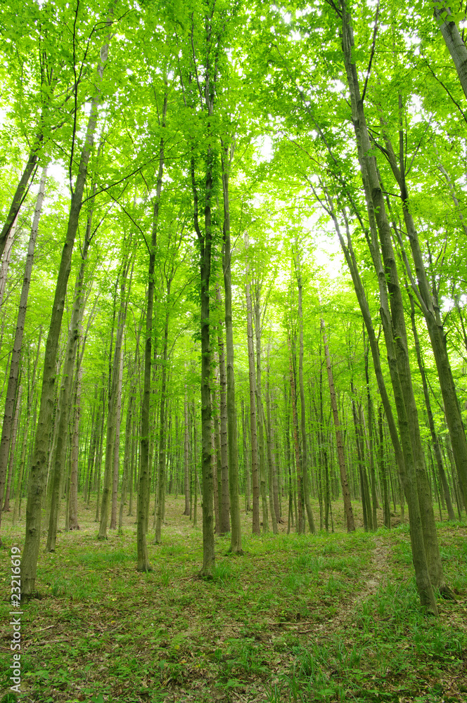 Naklejka premium green forest