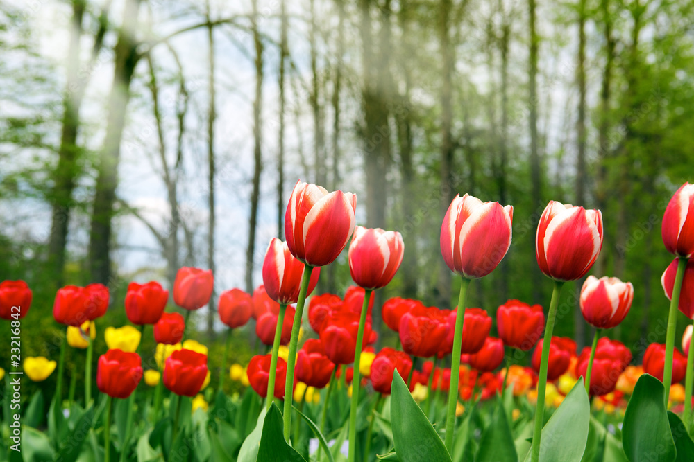 Fototapeta premium Tulips - beautiful spring flowers