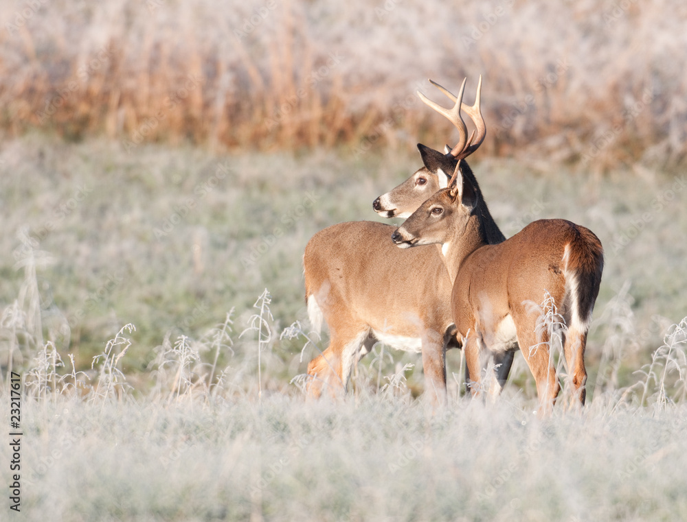 Naklejka premium Two whitetail bucks