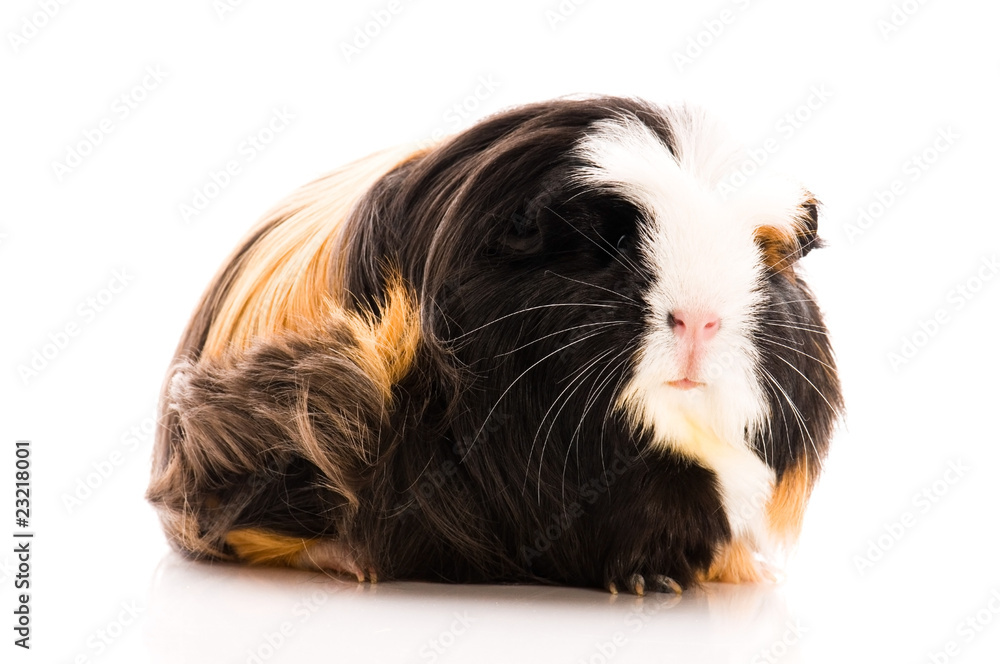 guinea pig isolated on the white background. coronet guinea pig isolated on the white background. coronet