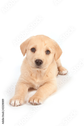 Cute puppy on white background