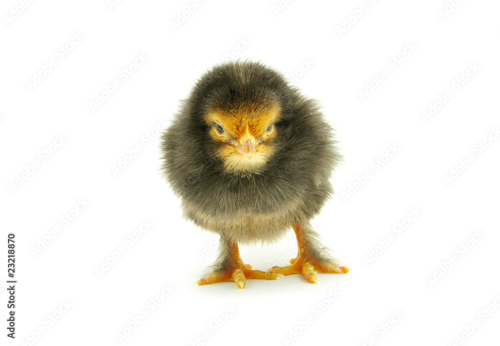 Obraz premium chicken